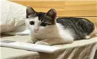 宠物猫指甲凹槽里黑色的不让碰
