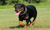 罗威纳犬的咬合力有多强?收养前你应该知道的事情