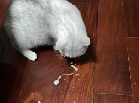 猫咪吐白水是什么原因怎么办