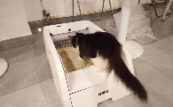 新手养猫怎么选猫砂盆？Cewey让小白轻松上手