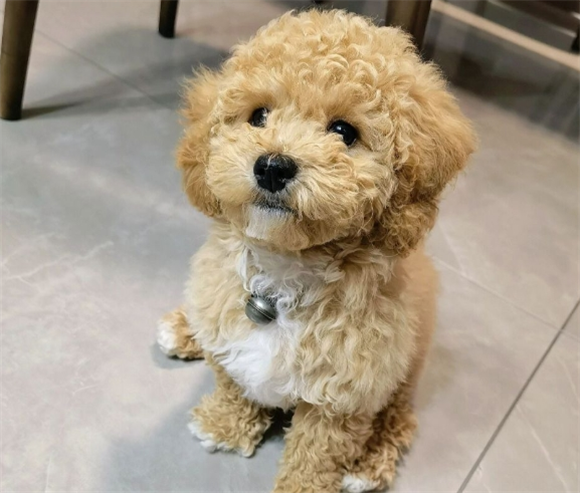 狗狗吃了毛巾21天吐出来了还危险吗