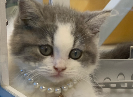 猫鼻支用什么药好得快 猫鼻支用什么药好得快