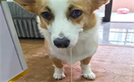 狗狗两三天吐一次是什么原因