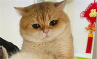 猫咪隐睾正常吗
