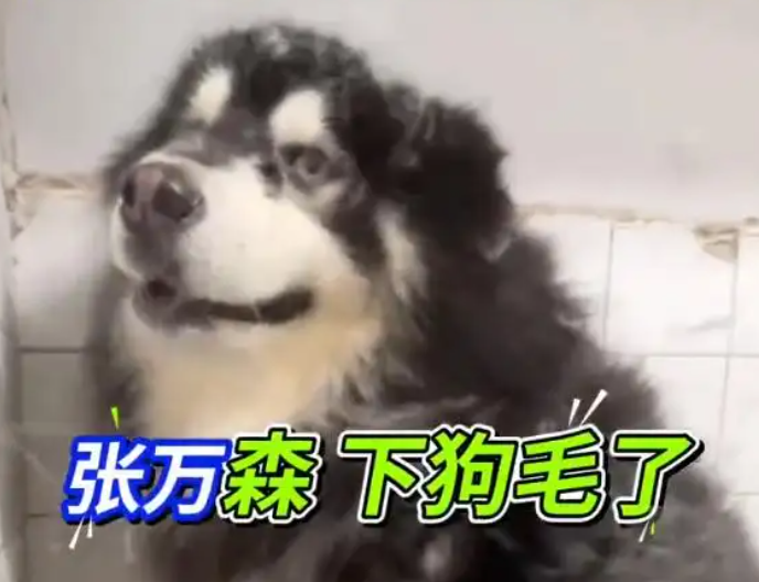 半年没洗澡的阿拉斯加毛毛漫天飞，宠物店：梳结到手抽筋