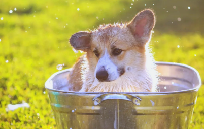 浙江：夏日催热宠物“降温游”