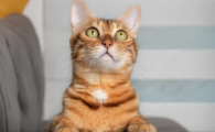 猫喘气很急促是什么原因造成的