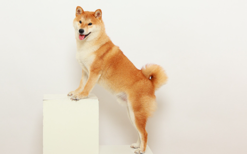 狗狗的蛋蛋肿了是怎么回事 狗狗的蛋蛋肿了是怎么回事