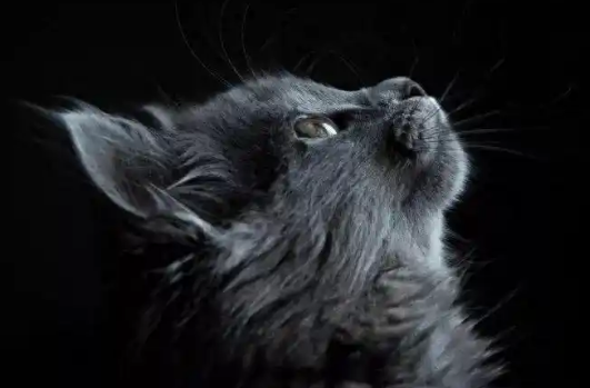 猫缺钙会不会导致抽搐 猫缺钙会不会导致抽搐