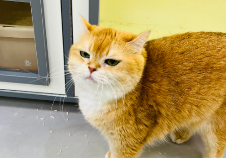 猫吃鸡肝的好处和坏处 猫吃鸡肝的好处和坏处