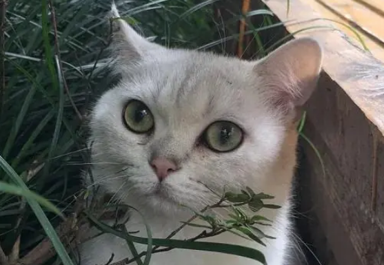 猫咪如果有狂犬病毒的话多久会发作