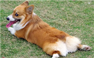 威尔斯柯基犬全方位养护秘籍：了解从食量到毛发的全方位呵护！