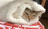 猫咪着凉呕吐怎么办