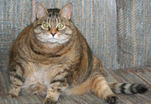 猫咪肥胖时怎么调整喂食频率？