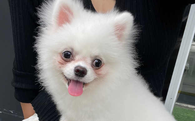 二十天的小狗拉稀能自愈吗 二十天的小狗拉稀能自愈吗