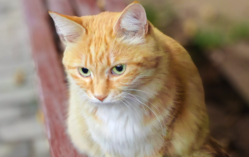 小猫眼睛肿了流泪眼屎多