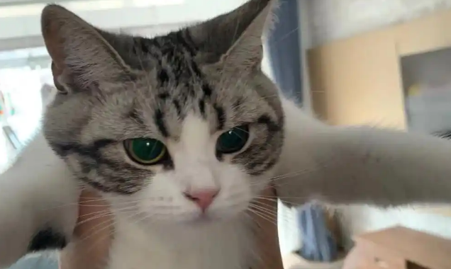 干性猫传腹食欲好