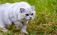 绝育后的猫咪还会出现假孕情况吗