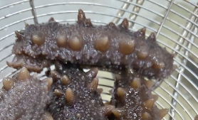 海参对精子有什么好处吗