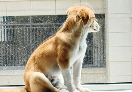 狗狗抽搐是怎么回事还站不住 狗狗抽搐是怎么回事还站不住