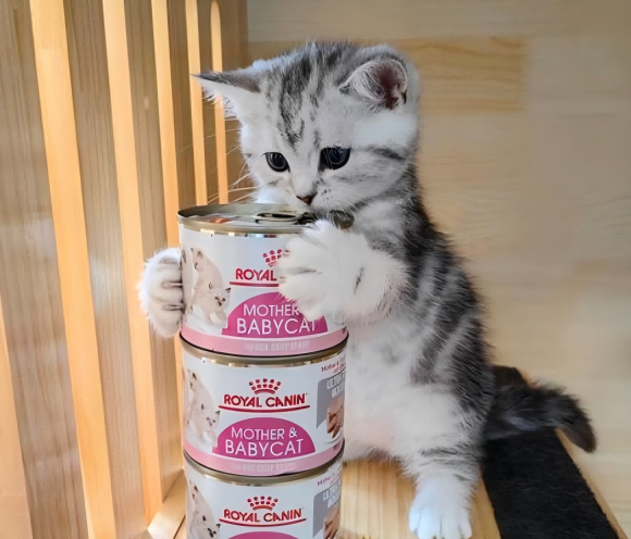 猫罐头有哪些大品牌?皇家主食罐兼顾科学喂养与适口性平衡 猫罐头有哪些大品牌?皇家主食罐兼顾科学喂养与适口性平衡