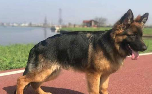 盘点知名的护卫犬,第二个被我国禁养 盘点知名的护卫犬,第二个被我国禁养