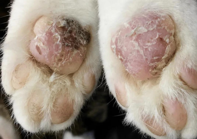 猫咪前爪肘部破皮流水怎么办 猫咪前爪肘部破皮流水怎么办