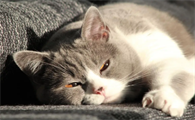 猫咪泪痕处发红是有炎症了吗？