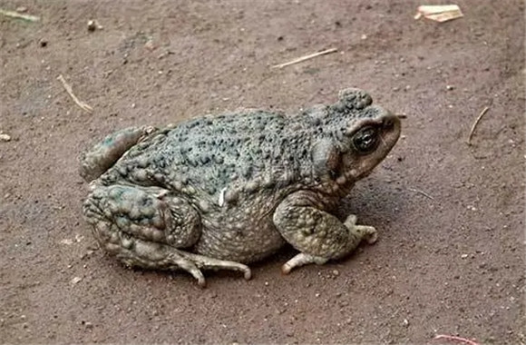 蟾蜍怎样养殖 蟾蜍怎样养殖