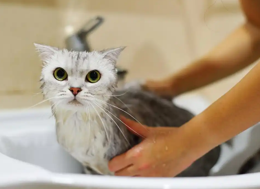猫咪洗澡注意些什么