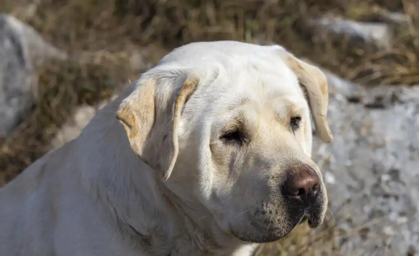 拉布拉多犬终极体型揭秘:最大能长多少斤? 拉布拉多犬终极体型揭秘:最大能长多少斤?