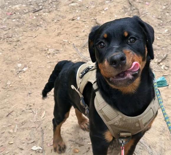 罗威纳犬的派系解析：欧派、美派与陕系的差异