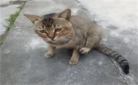 猫鼻支治疗周期大概要多久完成