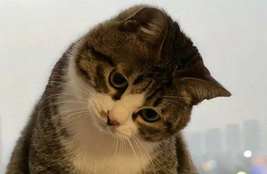 子宫蓄脓猫咪症状 子宫蓄脓猫咪症状