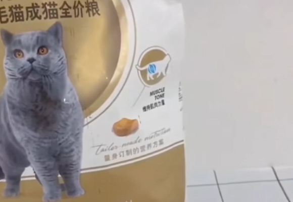 皇家猫粮专研:最适合蓝猫吃的猫粮在这里! 皇家猫粮专研:最适合蓝猫吃的猫粮在这里!