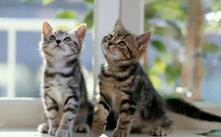 猫咪便秘后能给它吃处方粮吗