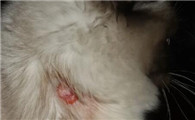 二个月小猫有猫癣用什么药