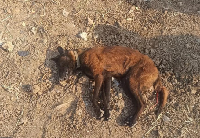 宠物被撞死,主人索赔“法事超度”费、火化费 宠物被撞死,主人索赔“法事超度”费、火化费