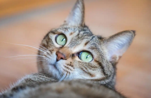 猫咪抑郁症要定期复查吗 猫咪抑郁症要定期复查吗