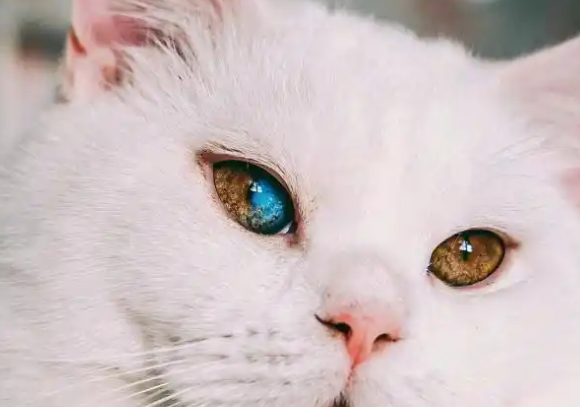 异瞳猫的美与哀愁：让它最美的，伤它最深！