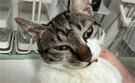 猫咪疝气的症状表现有哪些