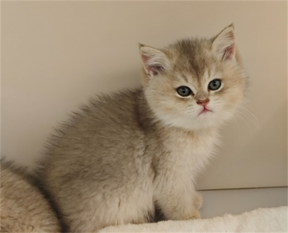 2个月小猫耳朵里面很脏是什么原因