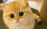 猫咪母鸡蹲的原因