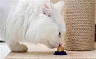 如何纠正猫咪挑食