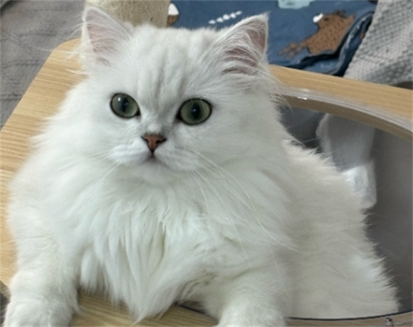宠物猫洗澡时耳朵进水要怎么处理才好呢