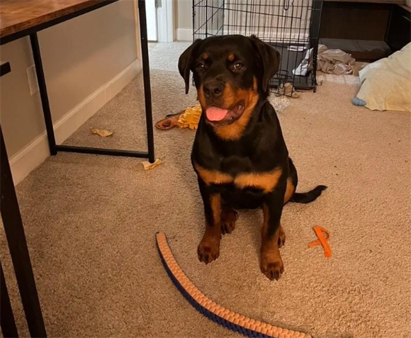 罗威纳犬不适合哪些人养？