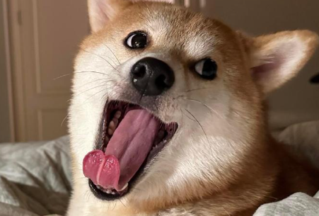 狗吃三文鱼多久吃一次 狗吃三文鱼多久吃一次