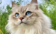猫咪呕吐腹泻一定是猫瘟吗
