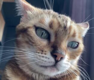 猫咪呼吸急促，可能存在哪些健康隐患