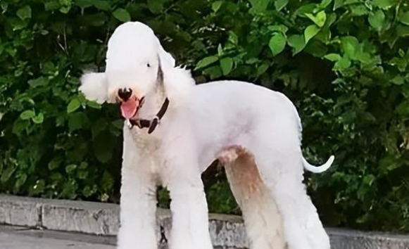 贝灵顿梗和主人亲吗?一起来看看吧! 贝灵顿梗和主人亲吗?一起来看看吧!
